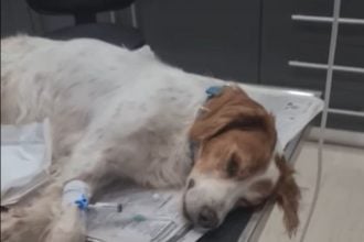 Παλεύει για να ζήσει το σκυλάκι που βρέθηκε κακοποιημένο - Ποια είναι η επίσημη γνωμάτευση για το σοβαρό τραύμα - Τι αναφέρει η ΕΛ.ΑΣ