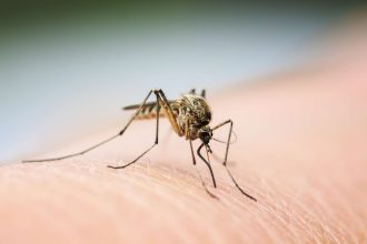 Ιός του Δυτικού Νείλου: Δύο νέα κρούσματα λοίμωξης την τελευταία εβδομάδα