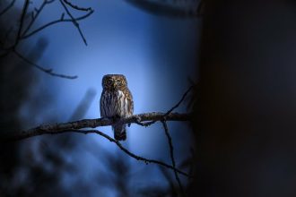 Αυτά είναι τα ζώα με ανεπτυγμένη νυχτερινή όραση