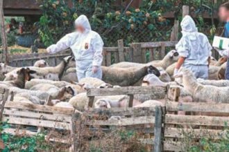 Ευλογιά των προβάτων: Κίνδυνος για την κτηνοτροφία, όχι για τη δημόσια υγεία