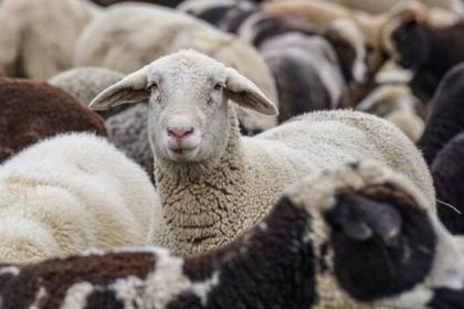 Δυτική Ελλάδα: Μέτρα πρόληψης για την ευλογιά των αιγοπροβάτων και ενίσχυση των σταθμών απολύμανσης