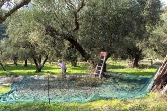 Δυτ. Ελλάδα: Πήγαν να μαζέψουν ελιές ...μόνο που δεν ήταν δικές τους!