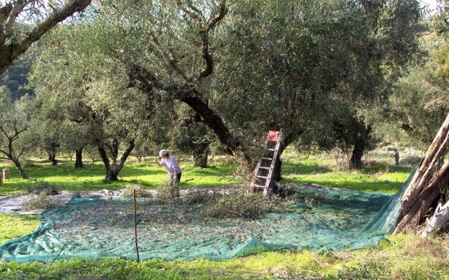 Δυτ. Ελλάδα: Πήγαν να μαζέψουν ελιές ...μόνο που δεν ήταν δικές τους!