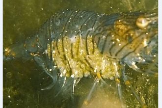 Γαρίδα εκκολάπτει τα εκατοντάδες αυγά της (ΦΩΤΟ)