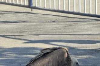 Διάσωση γυπαετού στο Ηράκλειο: Πολίτες προσέφεραν νερό και ενημέρωσαν τις Αρχές