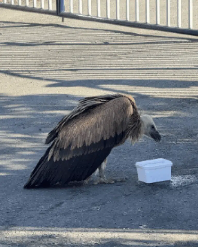 Διάσωση γυπαετού στο Ηράκλειο: Πολίτες προσέφεραν νερό και ενημέρωσαν τις Αρχές