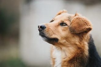 Βάναυση κακοποίηση σκύλου στο Κρυονέρι Ναυπακτίας 