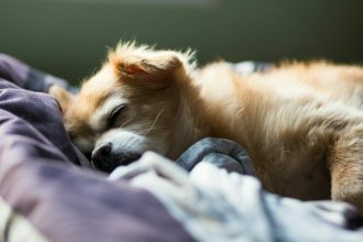 Τα 4 πιο συχνά όνειρα που βλέπουν οι σκύλοι