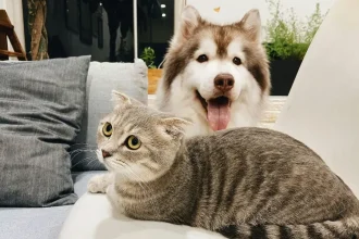 Παγκόσμια ημέρα των ζώων: Κατοικίδια στις πολυκατοικίες