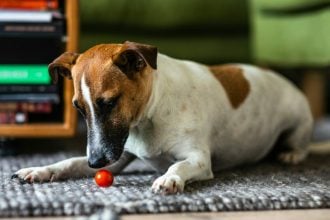 Μπορούμε να δώσουμε στον σκύλο μας τομάτα; Τι επιτρέπεται και τι όχι