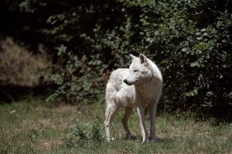 Άγρια ζώα: Γιατί βρίσκουν «καταφύγιο» σε πόλεις και χωριά 