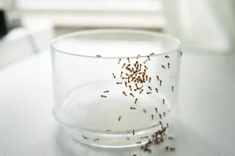 Μυρμήγκια στην κουζίνα: Πώς θα απαλλαγείτε από αυτά