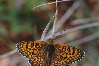 59 είδη πεταλούδας στα Ιωάννινα - Όσα και στο Ηνωμένο Βασίλειο