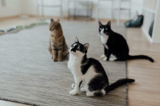 Στο μυαλό μιας γάτας: Τα 3 πράγματα που σκέφτεται περισσότερο