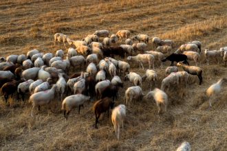 Ενίσχυση των ελέγχων και των μέτρων για την ευλογιά των αιγοπροβάτων αντί για lockdown