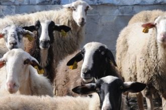 Ευλογιά αιγοπροβάτων: Νέα κρούσματα σε περιοχές του Δήμου Μεσολογγίου