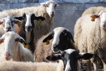 Ευλογιά αιγοπροβάτων: Νέα κρούσματα σε περιοχές του Δήμου Μεσολογγίου