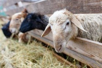 Ναύπακτος: Χειροπέδες σε οδηγό που μετέφερε παράνομα 200 πρόβατα από Αχαΐα και Ηλεία εν μέσω… ευλογιάς