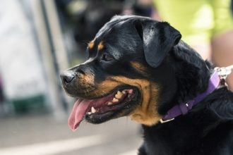 Ροτβάιλερ επιτέθηκε και τραυμάτισε πολίτη στην Καλαμάτα - Αστυνομικός πυροβόλησε και σκότωσε τον σκύλο (ΒΙΝΤΕΟ)