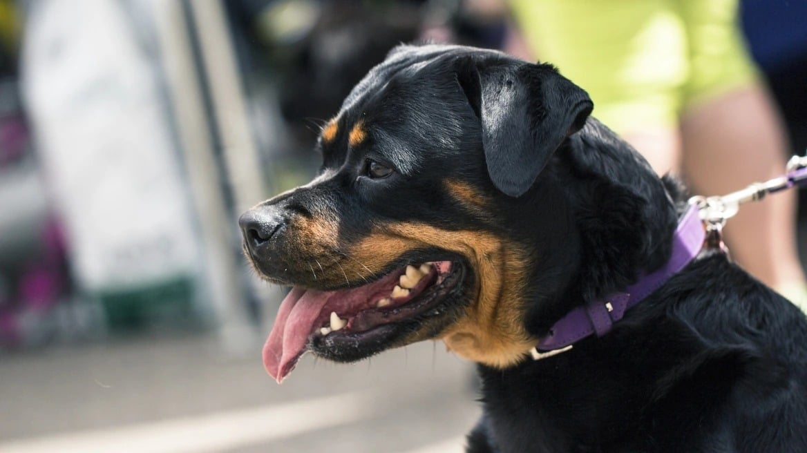 Ροτβάιλερ επιτέθηκε και τραυμάτισε πολίτη στην Καλαμάτα - Αστυνομικός πυροβόλησε και σκότωσε τον σκύλο (ΒΙΝΤΕΟ)