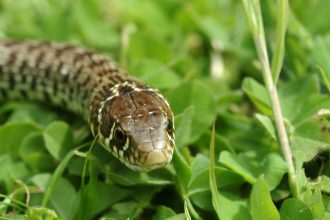 Δενδρογαλιά: Η παρεξηγημένη των φιδιών- Τι πρέπει να ξέρετε για αυτή
