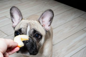 Τα φθινοπωρινά φρούτα που μπορείτε να μοιραστείτε με τον σκύλο σας – Ποια πρέπει να αποφύγετε