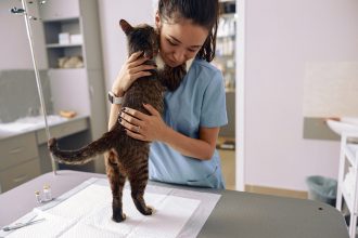 Όλα όσα πρέπει να γνωρίζετε για τη στείρωση μιας γάτας