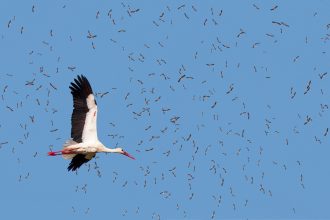 Αυτό είναι το πτηνό που κινδυνεύει περισσότερο από ηλεκτροπληξία