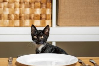 6 τροφές που μπορεί να μην γνωρίζατε ότι είναι τοξικές για τη γάτα σας