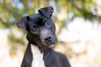 Αυτή είναι η πρώτη λέξη που πρέπει να μάθει ένας σκύλος