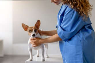 Στείρωση αρσενικού σκύλου: Όλα όσα πρέπει να γνωρίζετε