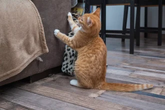 Αυτοί είναι οι λόγοι που η γάτα σας προτιμάει να ξύνει τους καναπέδες από το ονυχοδρόμιό της