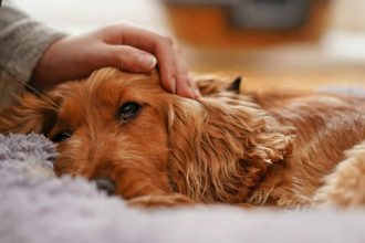 Συστροφή στομάχου: Όταν το στομάχι γυρίσει- Μια ιστορία, ένα μάθημα και μια προειδοποίηση