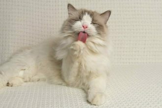 Οι 3 λόγοι που οι γάτες αμέσως μετά το φαγητό καθαρίζουν καλά το σώμα τους