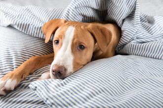 Κολίτιδα στον σκύλο: Όσα πρέπει να γνωρίζει ο κάθε κηδεμόνας