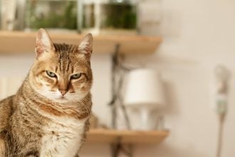 Οι ήχοι που εκνευρίζουν απίστευτα τις γάτες