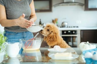 Το υλικό που έχετε σπίτι και είναι τοξικό για τον σκύλο σας - Τι να κάνετε αν το φάει