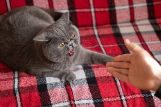 Τι να κάνετε αν η γάτα σας είναι επιθετική και δεν θέλει επισκέπτες στο σπίτι