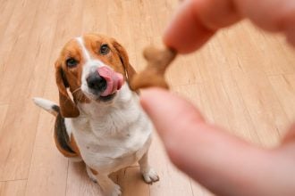 Γιατί ο σκύλος σας προτιμάει να τρώει λιχουδιές και όχι το φαγητό του – Πώς να το διορθώσετε
