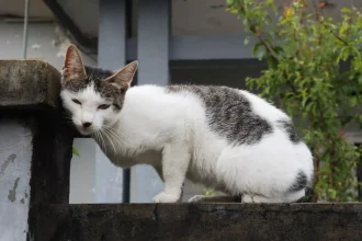 Τι πρέπει να γνωρίζετε για μια γάτα που βρίσκεται σε οίστρο