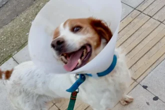 Εκτός κινδύνου ο σκύλος που κακοποιήθηκε στην Ηλεία - Άνδρας εμφανίστηκε στο ΑΤ και είπε πως είναι δικός του