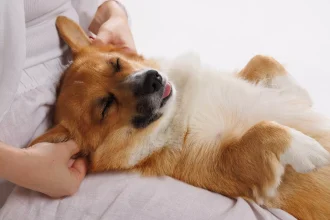 Αυτά είναι τα σημάδια που δείχνουν ότι σας εμπιστεύεται ο σκύλος σας