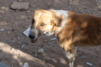 Πυροβόλησαν αδέσποτο σκύλο στο Κρυονέρι Ναυπακτίας