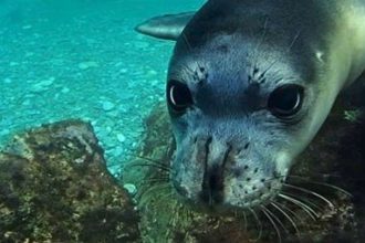 Απειλούμενα είδη: Σε αυξανόμενο κίνδυνο οι φώκιες της Αρκτικής και τα πουλιά του πλανήτη
