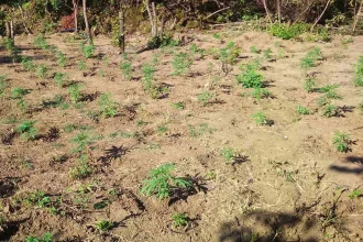 Εντοπίστηκε φυτεία κάνναβης σε δασική περιοχή των Ιωαννίνων