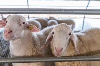 ΕΟΦ για ευλογιά προβάτων: Δεν υπάρχει αδειοδοτημένο εμβόλιο σε Ελλάδα ή ΕΕ