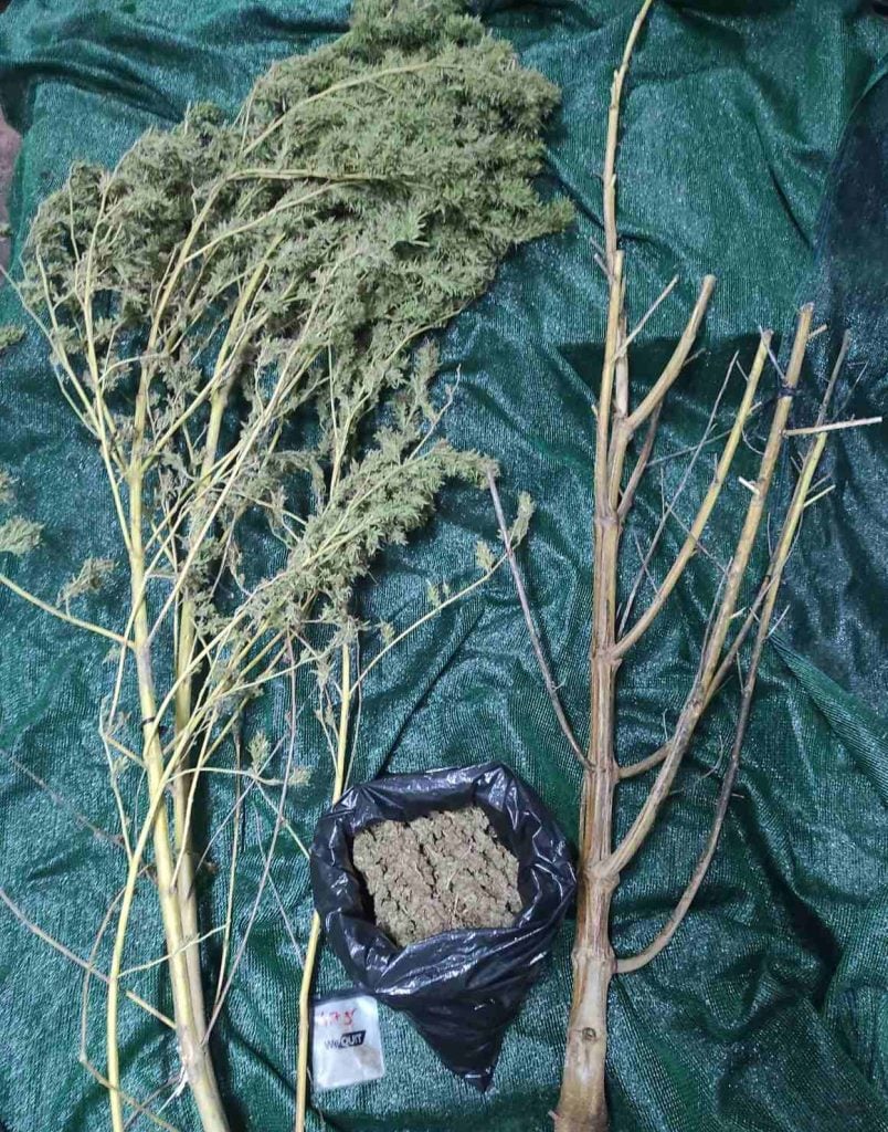 Ηλεία: Χειροπέδες σε καλλιεργητή χασίς