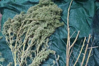 Ηλεία: Χειροπέδες σε καλλιεργητή χασίς