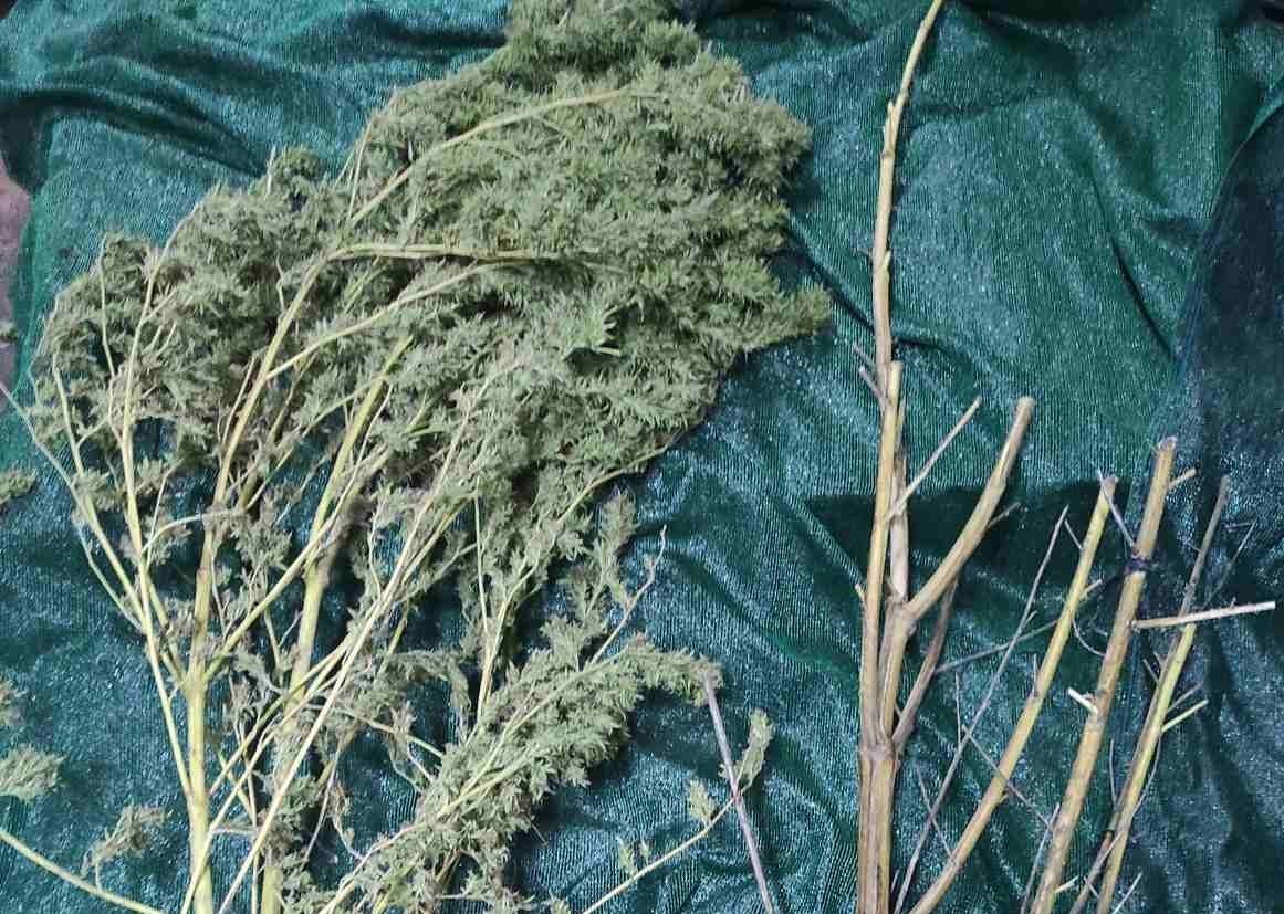 Ηλεία: Χειροπέδες σε καλλιεργητή χασίς