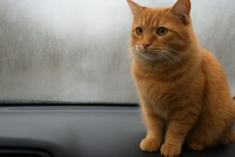 Θολωμένα τζάμια; Η λύση βρίσκεται στην… άμμο της γάτας σας